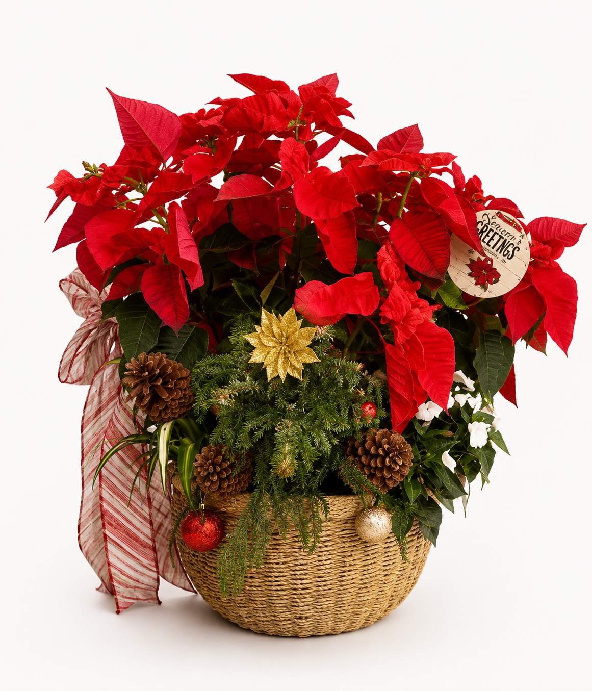 Merry and Bright Christmas poinsettia plant arrangement