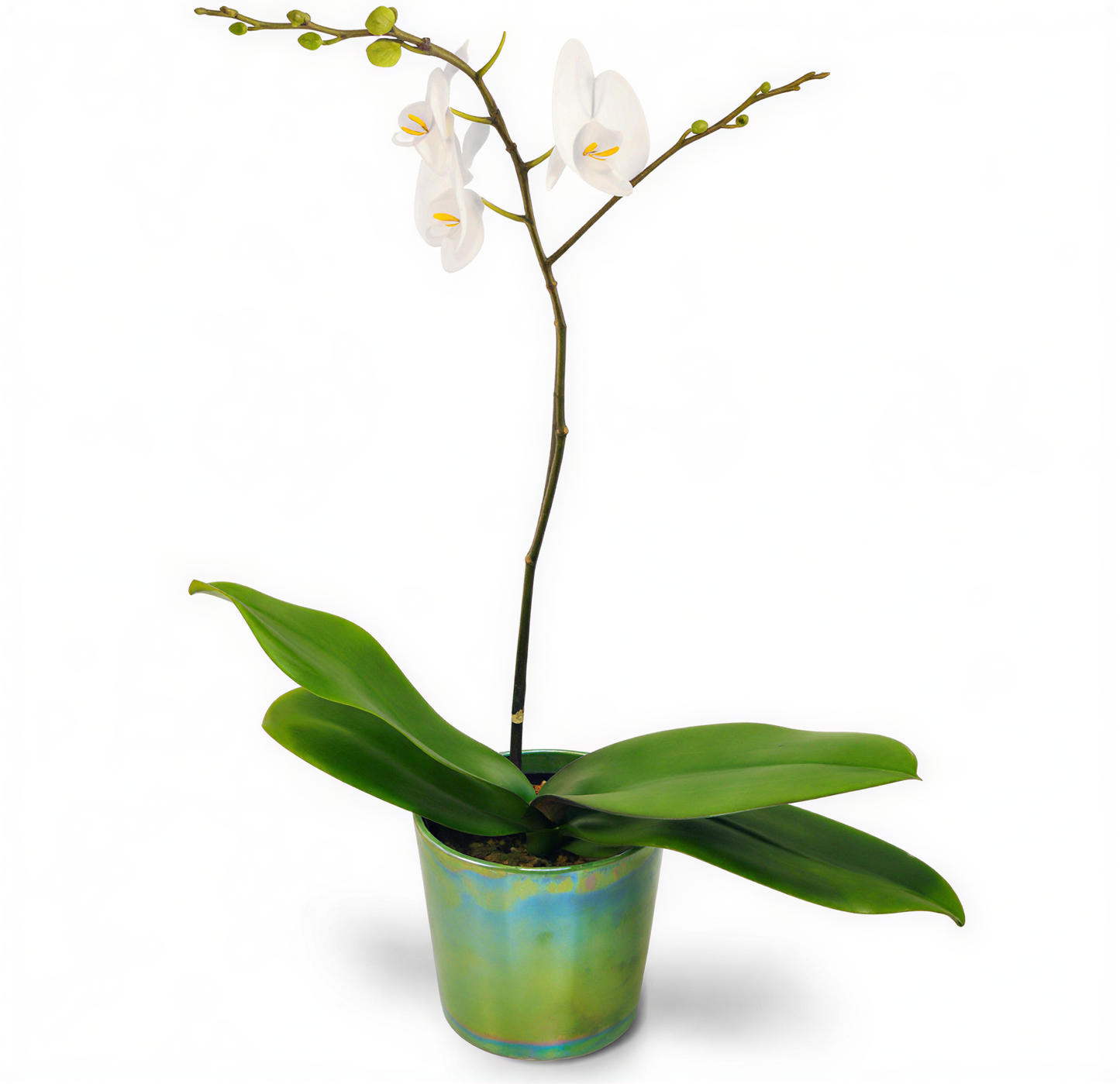Orchid Simplicity