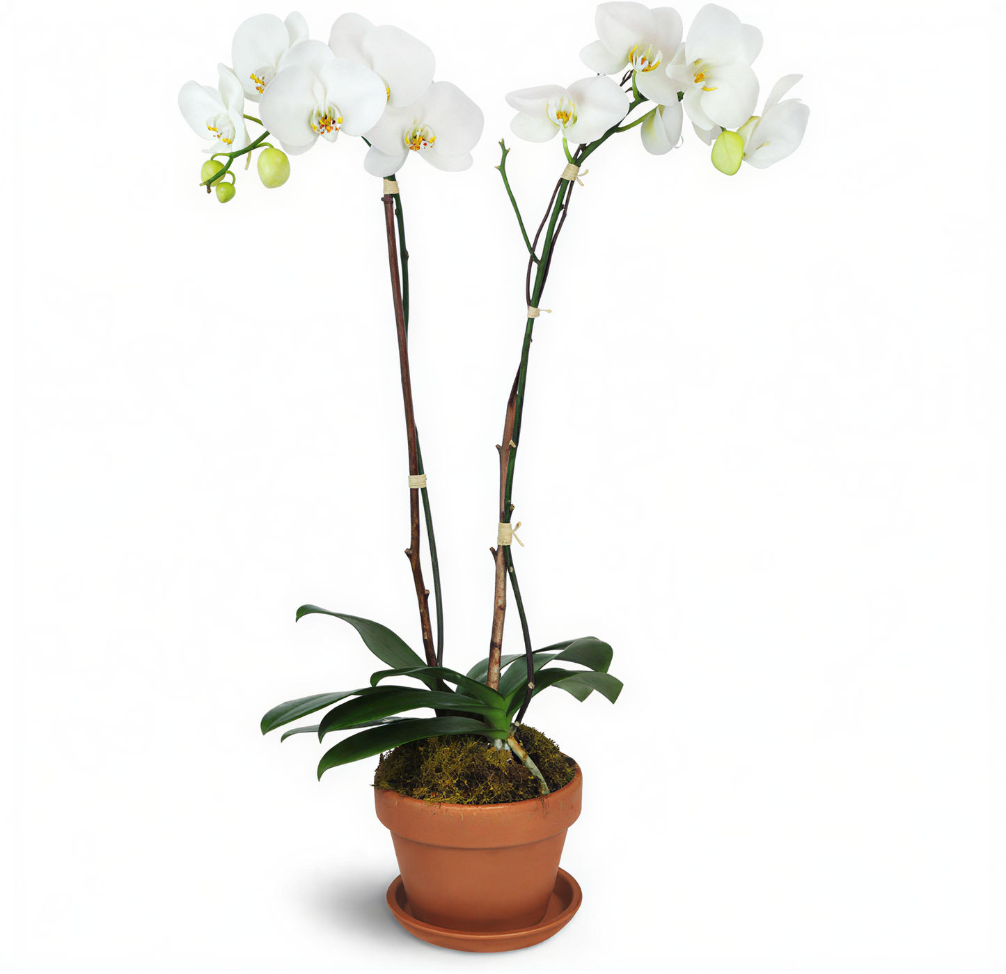 Magnificent Orchids