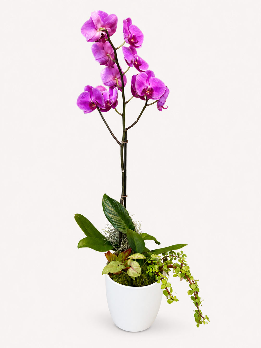 Orchid & Bromeliad Duo