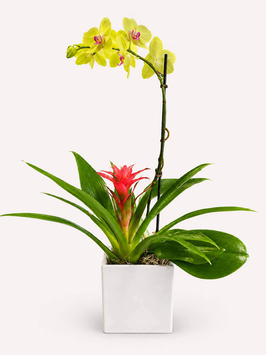 Orchid & Bromeliad Duo