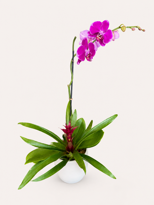 Purple Phalaenopsis orchid and bromeliad tropical plant arrangement