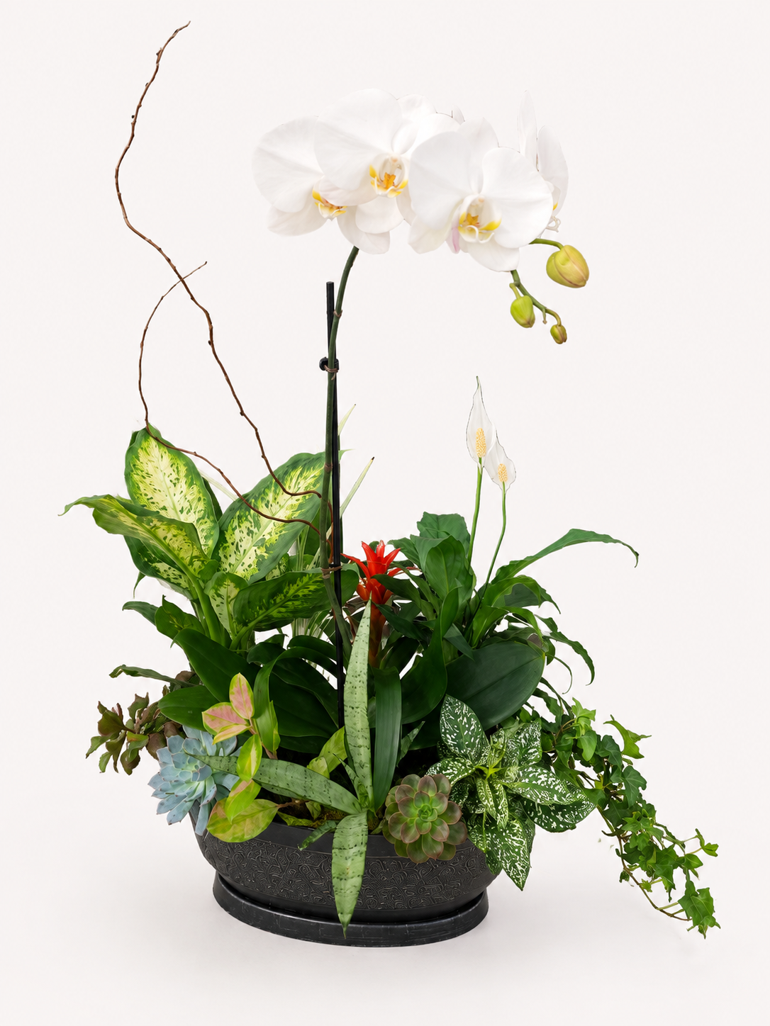 Botanical Haven orchid and mixed tropical plant arrangement