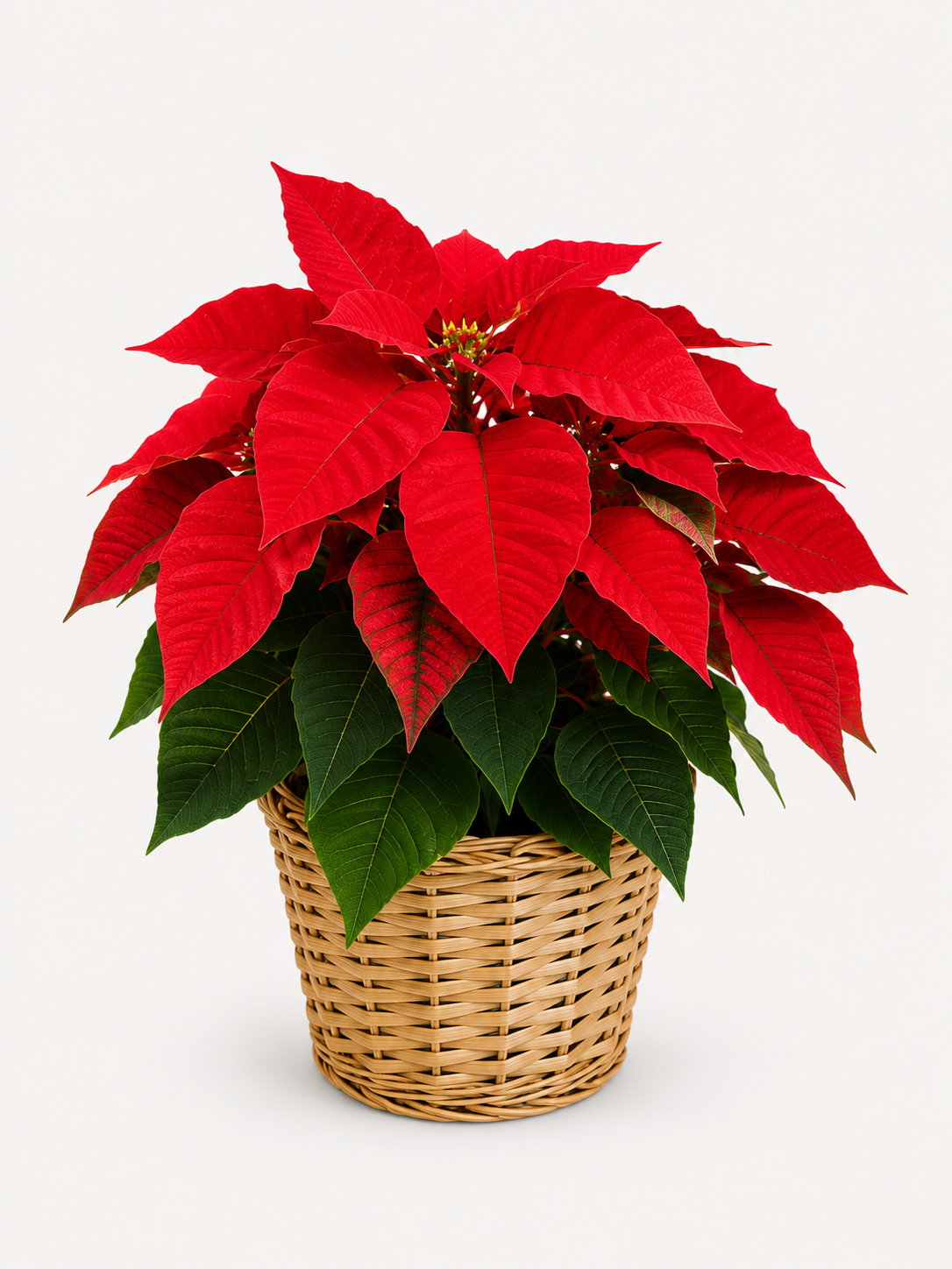 Christmas red poinsettia plant from The Paradise of Flowers in Fort Myers
