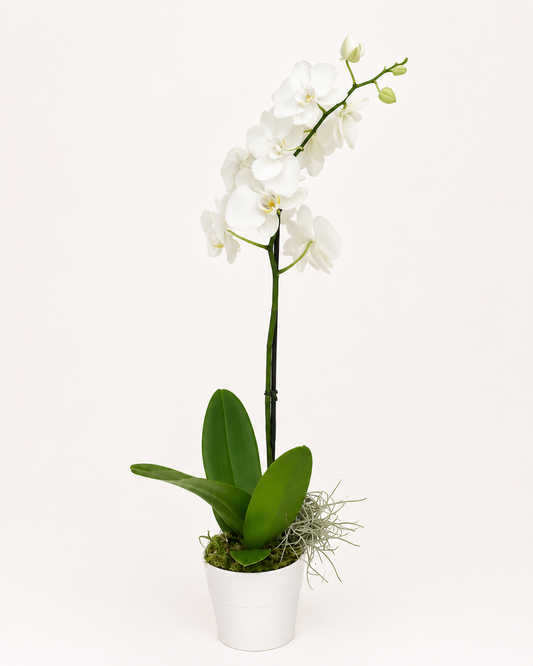 Classic white Phalaenopsis orchid plant with elegant white blooms