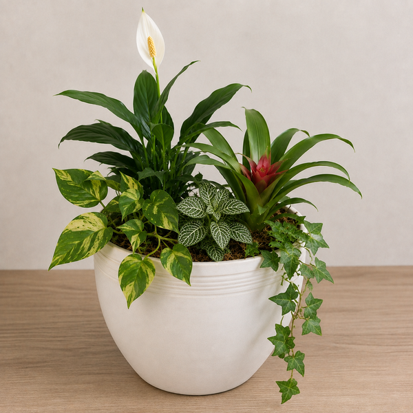 Florist Choice mixed plant garden in white planter