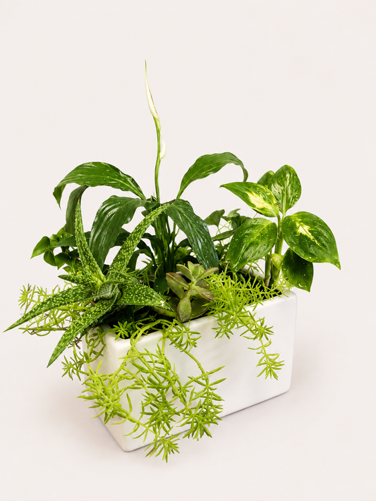 Fresh Perspective mixed green indoor plant arrangement