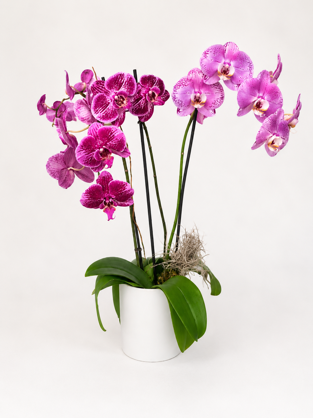 Majestic Orchid with vibrant pink and purple blooms arranged in a white planter