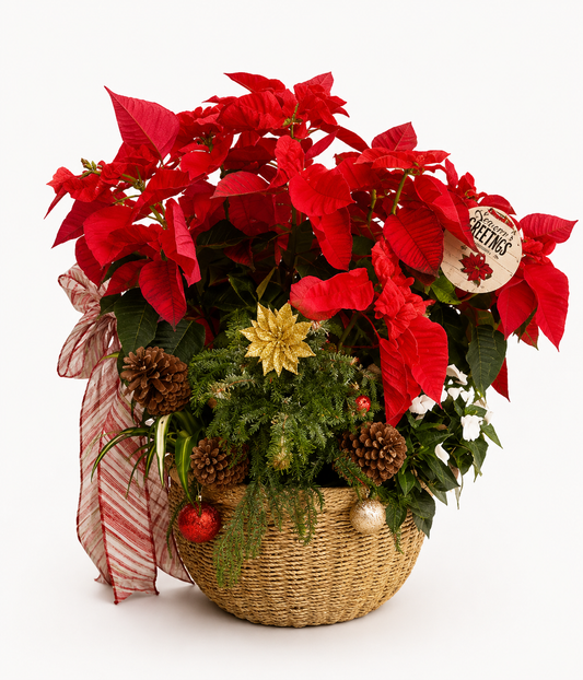 Merry and Bright Christmas poinsettia plant arrangement