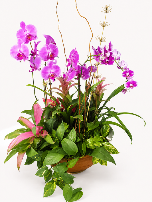 A vibrant floral arrangement featuring bright purple orchids, pink tropical leaves, and lush green foliage in a terracotta pot, photographed against a seamless white background.