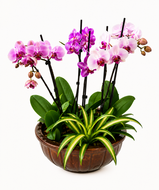 Orchid Symphony blooming pink orchid plant arrangement