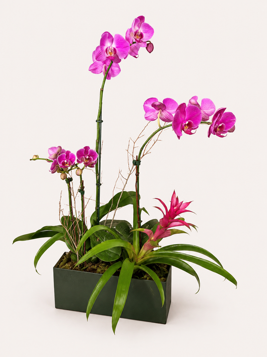 Orchid Oasis tropical orchid and live plant arrangement