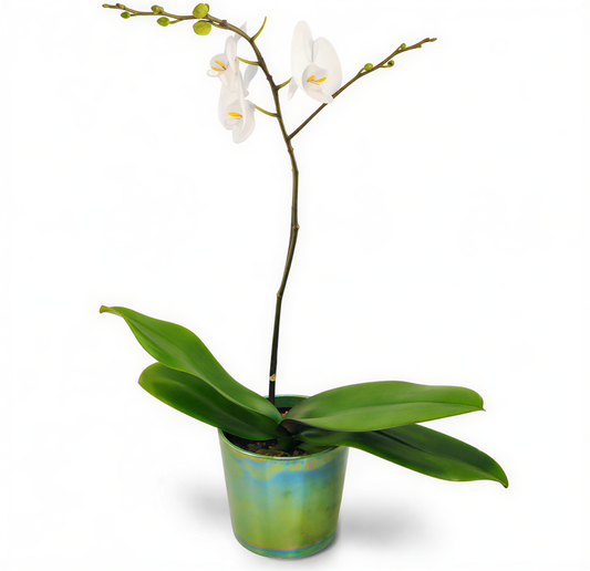 Orchid Simplicity