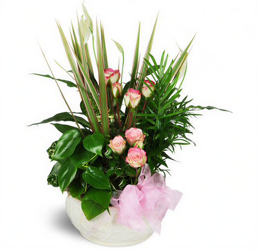 Sweet Love Plant